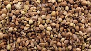 What Are Marijuana Seeds? marijuana seed