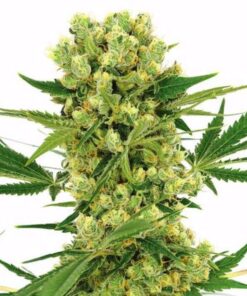 amnesia haze gefeminiseerde zaden