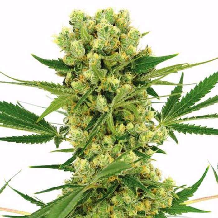 amnesia haze gefeminiseerde zaden amnesia haze gefeminiseerde zaden