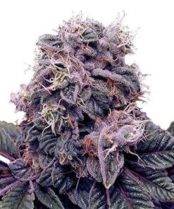 blackberry kush gefeminiseerde zaden