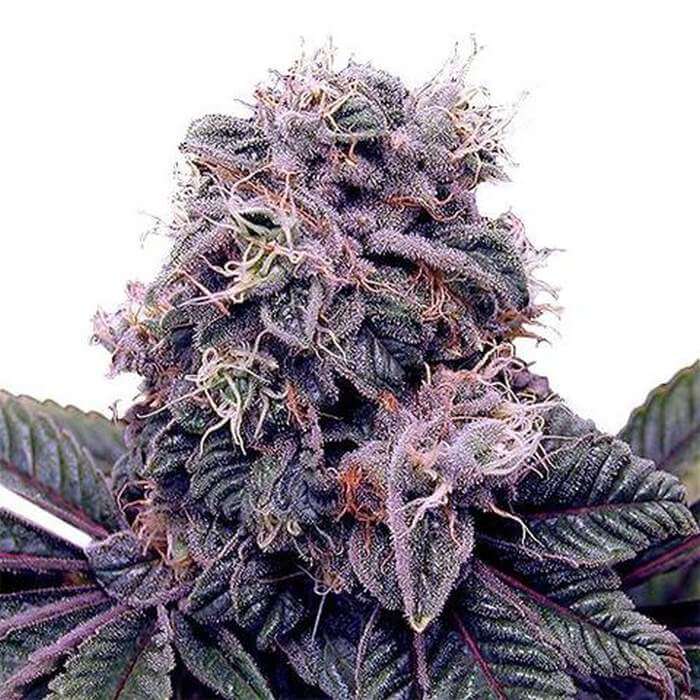 blackberry kush gefeminiseerde zaden blackberry kush gefeminiseerde zaden