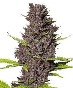 blue dream gefeminiseerde zaden