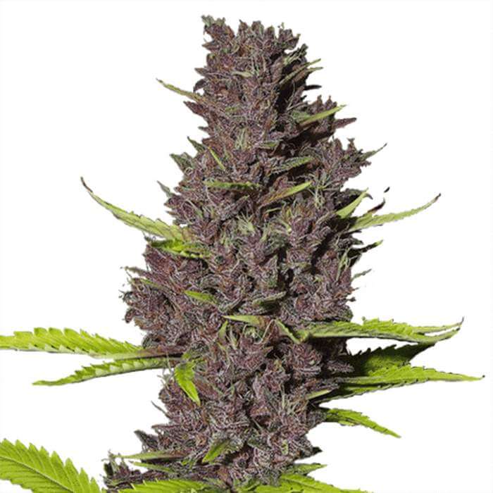 blue dream gefeminiseerde zaden blue dream gefeminiseerde zaden