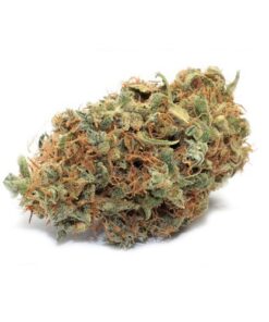 bubble gum strain
