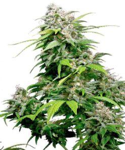 california indica reguliere zaden