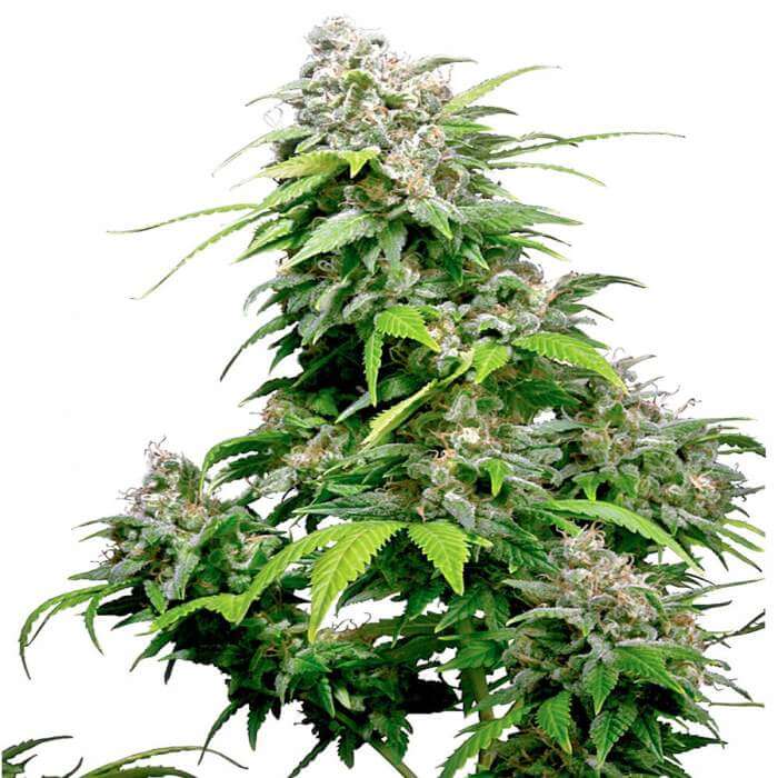 california indica reguliere zaden california indica reguliere zaden