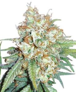 cherry pie kush gefeminiseerde zaden