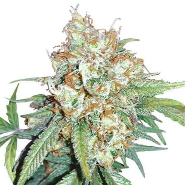 cherry pie kush gefeminiseerde zaden cherry pie kush gefeminiseerde zaden