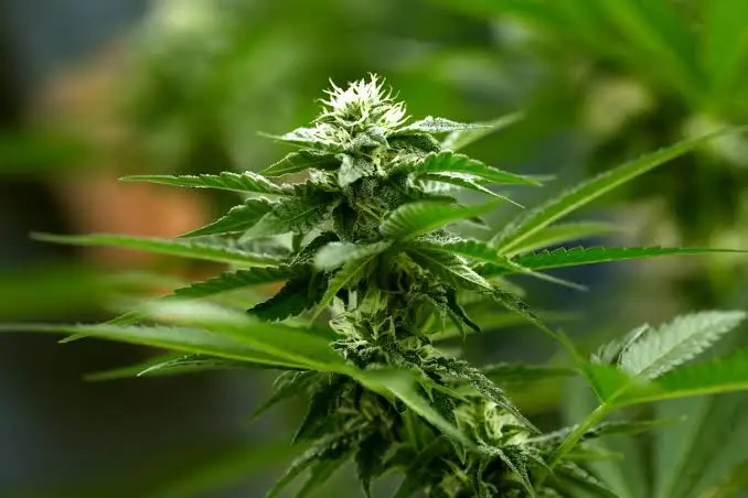 indica