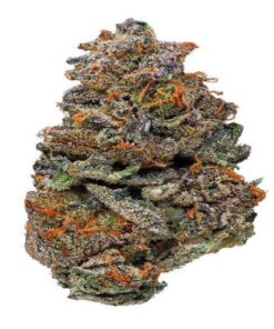 koop girl scout cookies strain