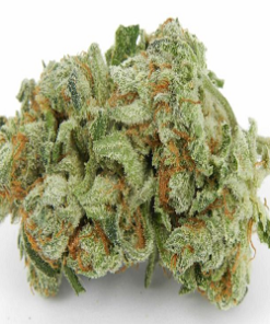 koop white berry kush strain