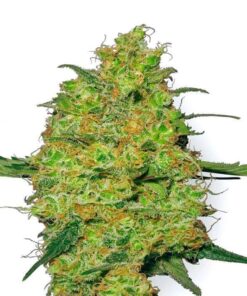 master kush reguliere zaden
