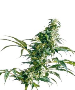 mexicaanse sativa reguliere zaden