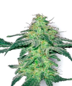white skunk reguliere zaden